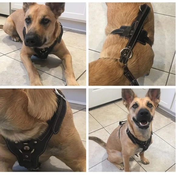 Black Leather Dog Harness New - Picture 7 of 14